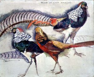 Lady Amherst's Pheasant