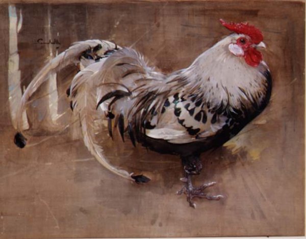 The Spangled Cock