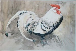 A Cockerel