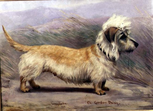 Portrait of Champion Gordon Daisy, 190