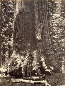 Base of the Grizzly Giant, from The Yosemite Book: A Description of the Yosemite Valley and the Adjacent Region of the Sierra Nevada, and of the Big Trees of California, by Josiah Dwight Whitney (1819-96) published 1868