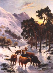 Highland Cattle in a Winter Landscape