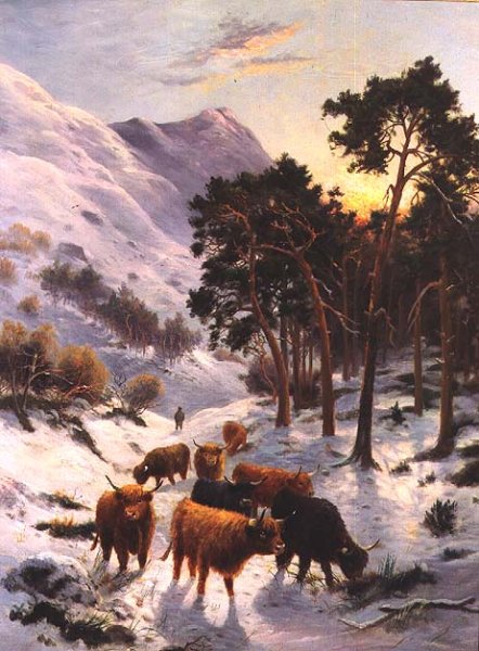 Highland Cattle in a Winter Landscape