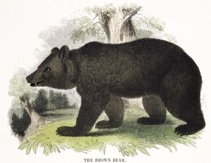 The Brown Bear, educational illustration pub. by the Society for Promoting Christian Knowledge, 1843