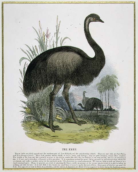 The Emu, educational illustration pub. by the Society for Promoting Christian Knowledge, 1843