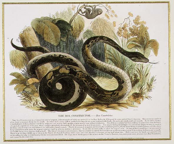 The Boa Constrictor, educational illustration pub. by the Society for Promoting Christian Knowledge, 1843