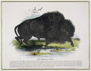 The American Bison, educational illustration pub. by the Society for Promoting Christian Knowledge, 1843