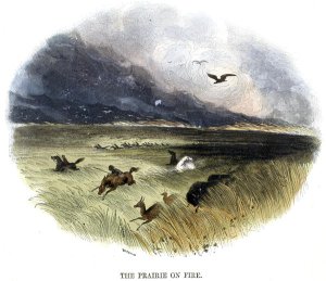 Prairie on Fire, from Phenomena of Nature, 1849