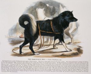 The Esquimaux Dog (Canis familiaris) educational illustration pub. by the Society for Promoting Christian Knowledge, 1843