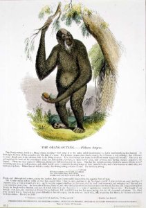 The Orang-Outang (Pithecus satyrus) educational illustration pub. by the Society for Promoting Christian Knowledge, 1843