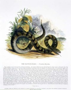 The Rattle-Snake (Crotalus horridus) educational illustration pub. by the Society for Promoting Christian Knowledge, 1843