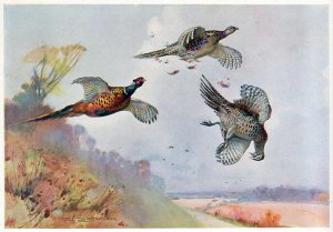 High Pheasants, illustration from Wildfowl and Waders