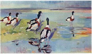 Shelducks on the Flats, illustration from Wildfowl and Waders