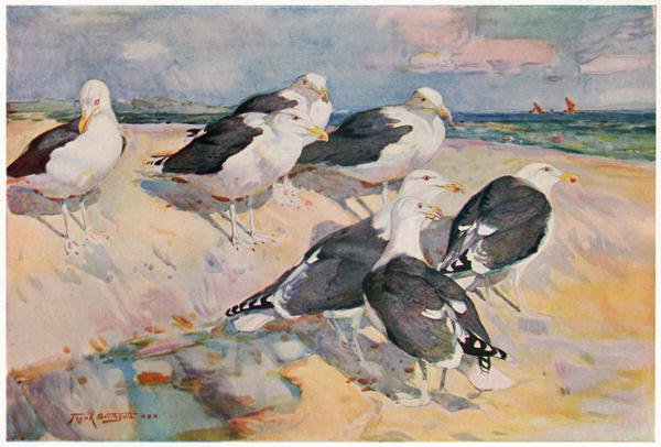 Black-backed Gulls, illustration from Wildfowl and Waders