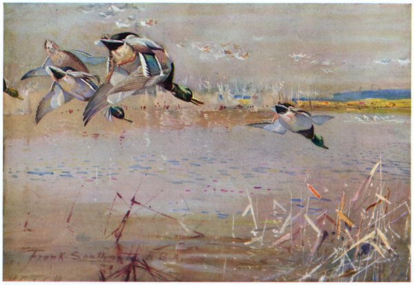 Mallards chased by a hawk, illustration from Wildfowl anf Waders