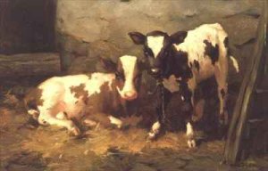 Calves in a Barn