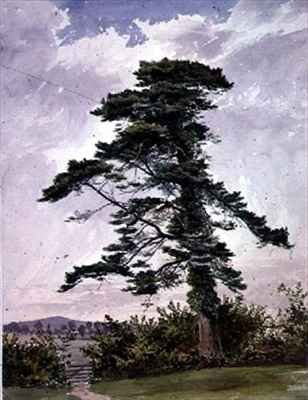 Landscape, with a Scotch Pine