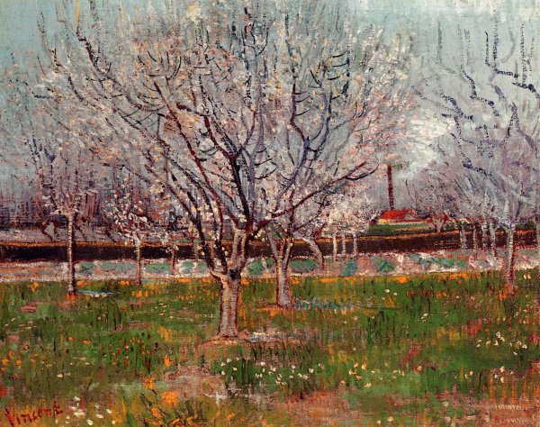 Orchard In Blossom Bordered By Cypresses