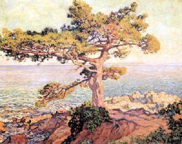 Pine By The Mediterranean Sea