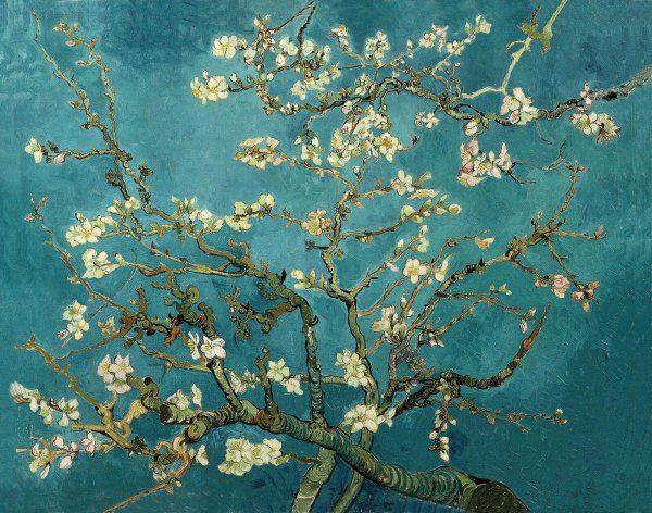 Blossoming Almond Tree