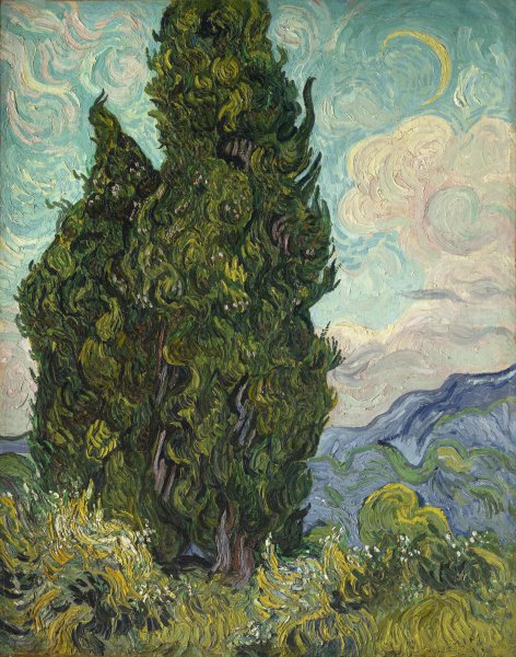 Cypresses