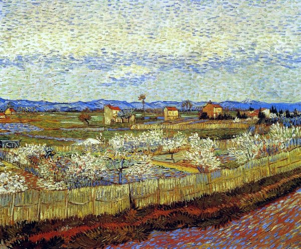 La Crau With Peach Trees In Blossom