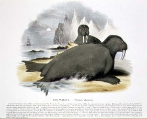 The Walrus (Trichecus rosmarus) educational illustration pub. by the Society for Promoting Christian Knowledge, 1843