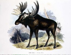 The Elk (Cervus alces) educational illustration pub. by the Society for Promoting Christian Knowledge, 1843