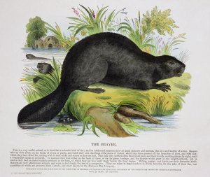 The Beaver, educational illustration pub. by the Society for Promoting Christian Knowledge, 1843