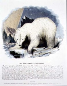 The White Bear (Ursus maritimus) educational illustration pub. by the Society for Promoting Christian Knowledge, 1843