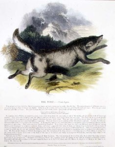 The Wolf (Canis lupus) educational illustration pub. by the Society for Promoting Christian Knowledge, 1843