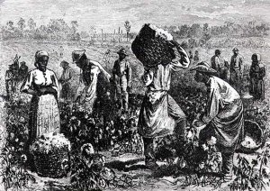 Slaves Picking Cotton on a Plantation