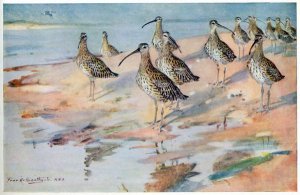 Curlew at Blakeney Point, illustration from Wildfowl and Waders