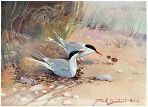 Common Tern, illustration from Wildfowl and Waders