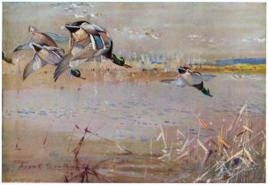 Mallards chased by a hawk, illustration from Wildfowl anf Waders