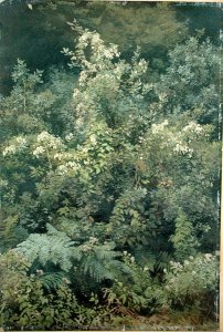 Hops and Ferns in Woodland, 1870