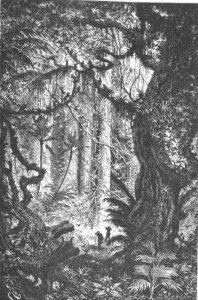 Jungle in the Esmeraldas, Equador, page 121 from To Equador, engraved by Charles Barbant, 1881