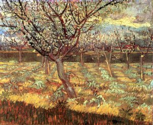 Apricot Trees In Blossom II