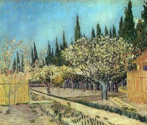 Orchard In Blossom Bordered By Cypresses II