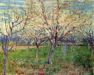 Orchard With Blossoming Apricot Trees